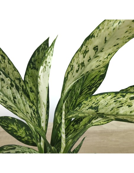 Dieffenbachia Vesuvius (vaso de 17 cm Ø)