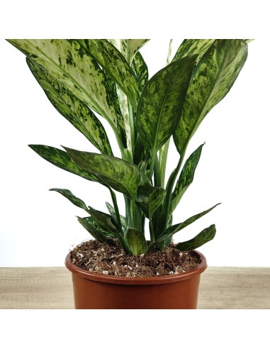 Dieffenbachia Vesuvius (vaso de 17 cm Ø)