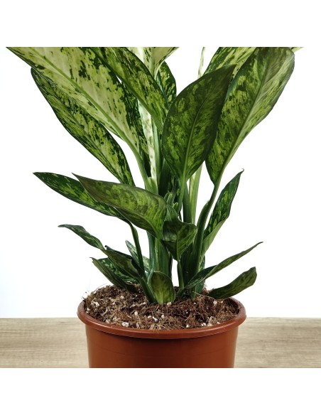 Dieffenbachia Vesuvius (vaso de 17 cm Ø)