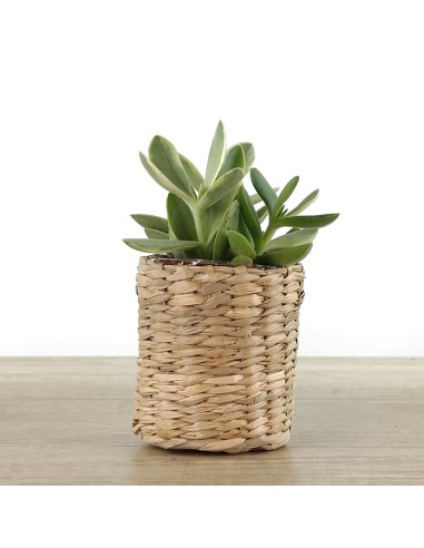 Cactus i crasses per esdeveniments