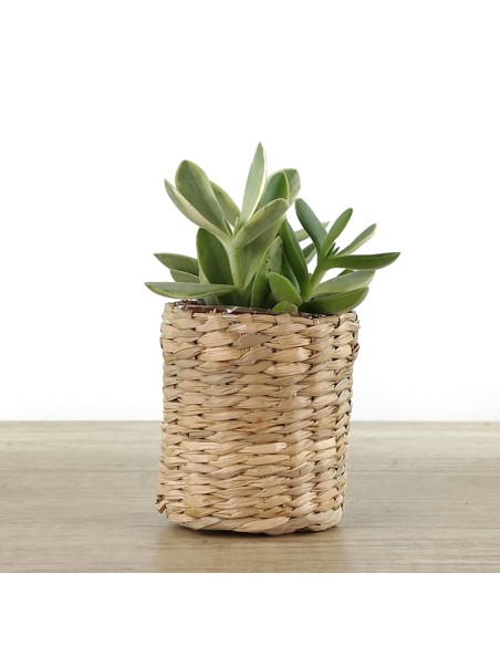 Cactus et succulentes pour evénements