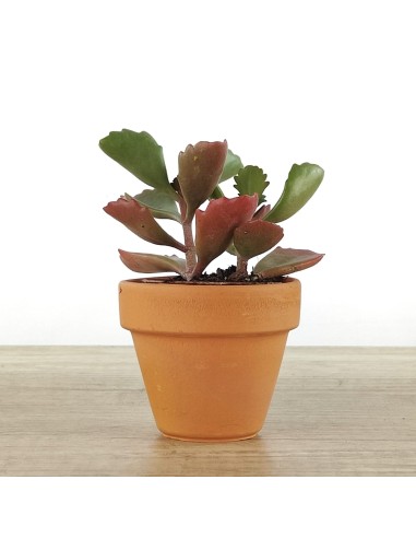 Cactus i crasses per esdeveniments