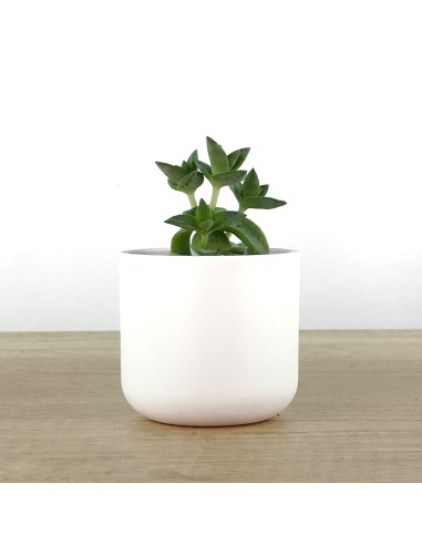 Cactus et succulentes pour evénements