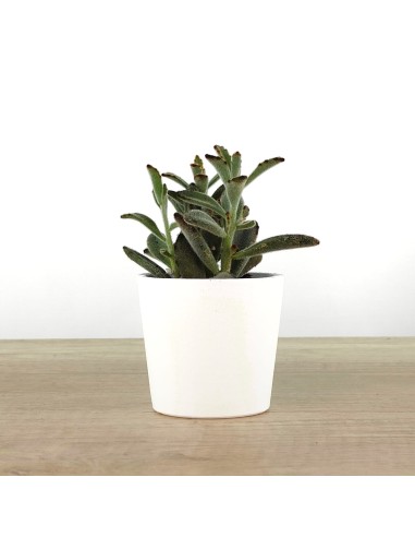 Cactus i crasses per esdeveniments