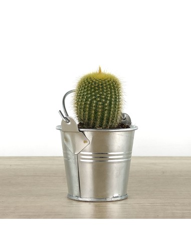 Cactus et succulentes pour evénements