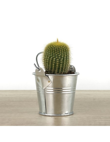 Cactus i crasses per esdeveniments
