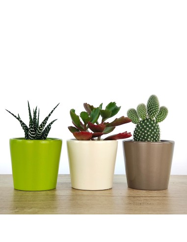 Cactos e suculentas para eventos