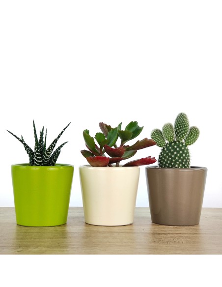 Cactus i crasses per esdeveniments