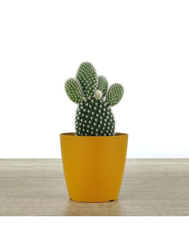 Cactus et succulentes pour evénements