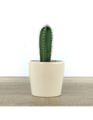 Cactus i crasses per esdeveniments