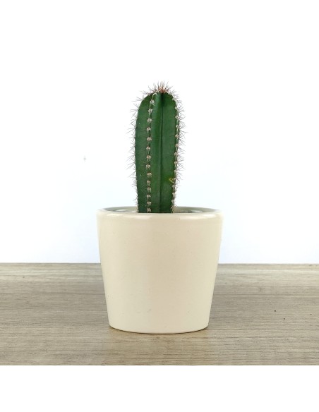 Cactos e suculentas para eventos