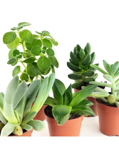 Cactos e suculentas para eventos