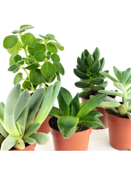 Cactos e suculentas para eventos