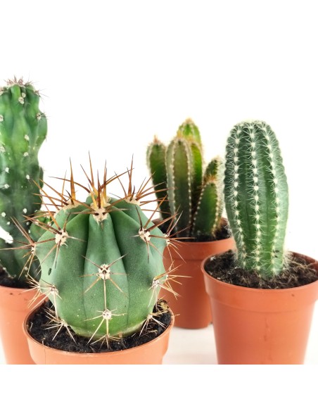 Cactus et succulentes pour evénements