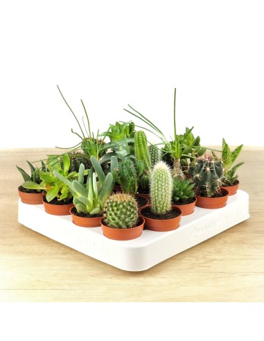 Cactus et succulentes pour evénements