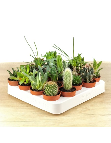 Cactos e suculentas para eventos