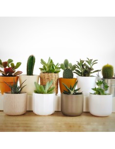 Cactos e suculentas para eventos