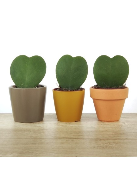 Cactus i crasses per esdeveniments