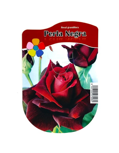 Rosal Grandiflora en maceta, colores a escoger