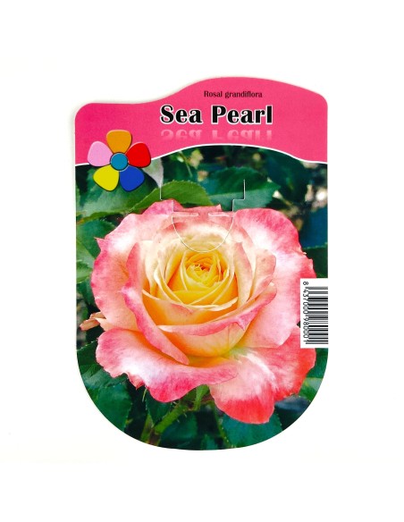 Roser Grandiflora en test, colors a escollir