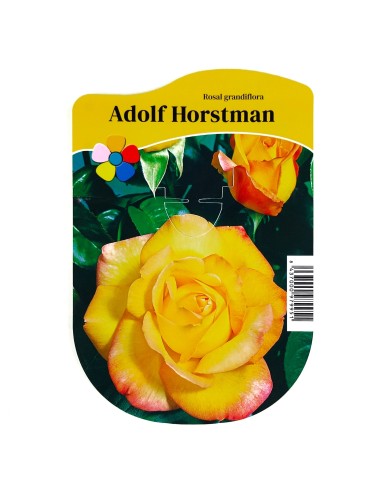 Roser Grandiflora en test, colors a escollir