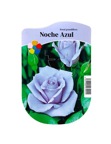 Roser Grandiflora en test, colors a escollir