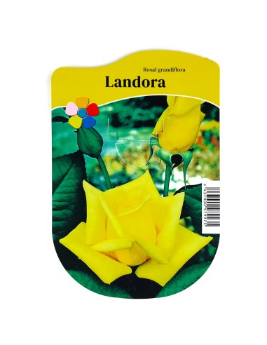 Roser Grandiflora en test, colors a escollir