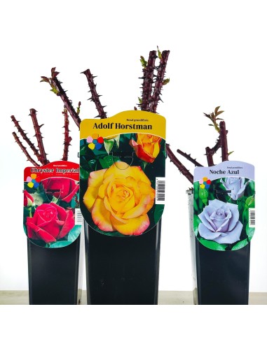 Roser Grandiflora en test, colors a escollir