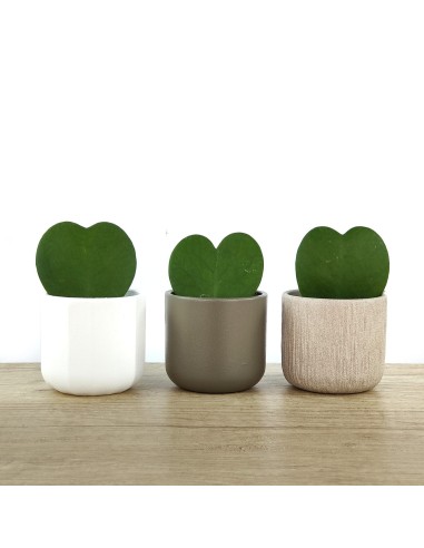 Cactus i crasses per esdeveniments