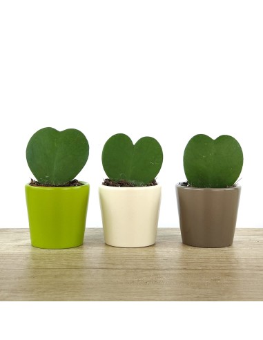 Cactus et succulentes pour evénements