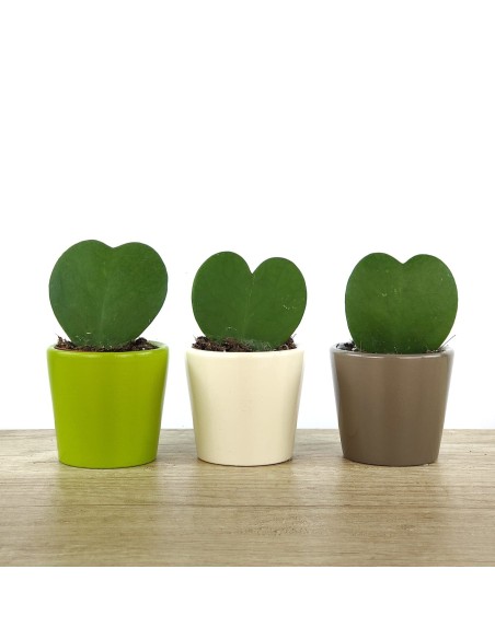 Cactus i crasses per esdeveniments