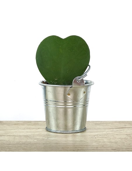 Cactus et succulentes pour evénements