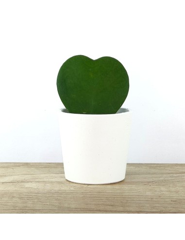 Cactus i crasses per esdeveniments