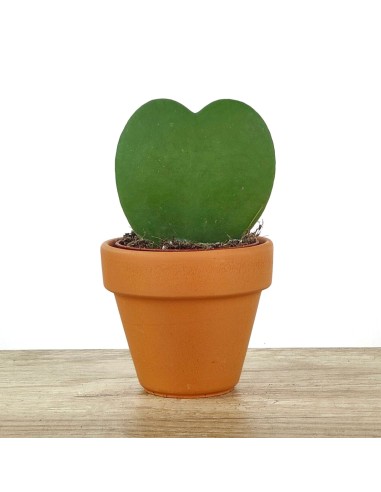Cactus et succulentes pour evénements