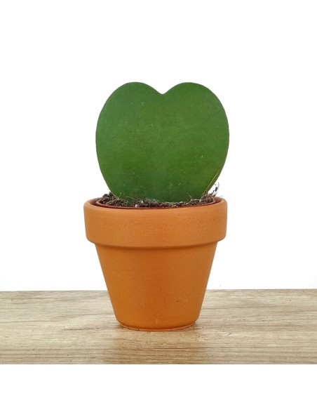 Cactus i crasses per esdeveniments