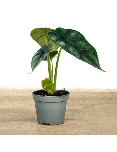 Alocasia Wentii (vaso 6 cm Ø)