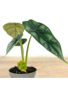 Alocasia Wentii (maceta 6 cm Ø) 2