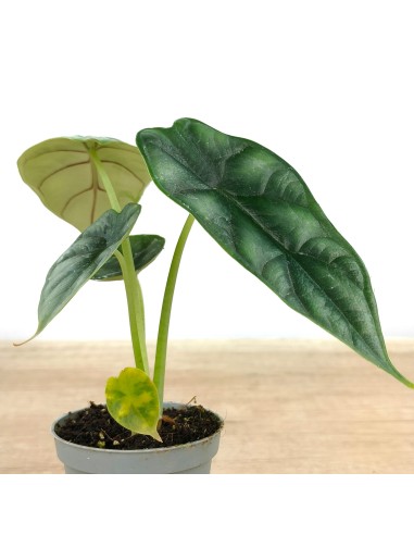 Alocasia Wentii (vaso 6 cm Ø)