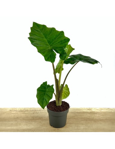 Alocasia Portodora (maceta 14 cm Ø)