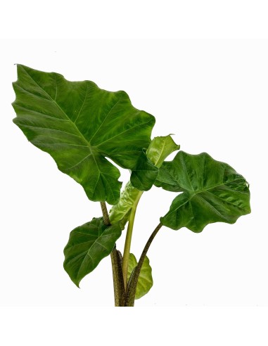 Alocasia Portodora (maceta 14 cm Ø)