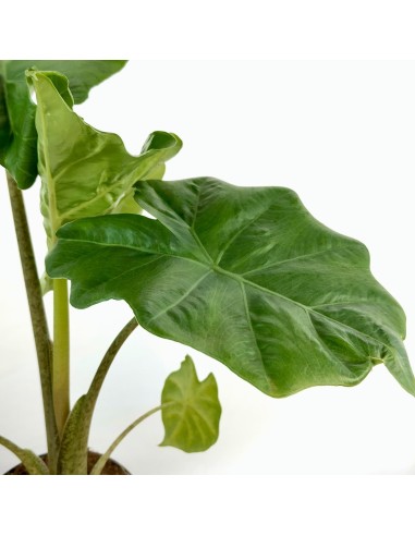 Alocasia Portodora (maceta 14 cm Ø)
