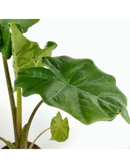 Alocasia Portodora (maceta 14 cm Ø)