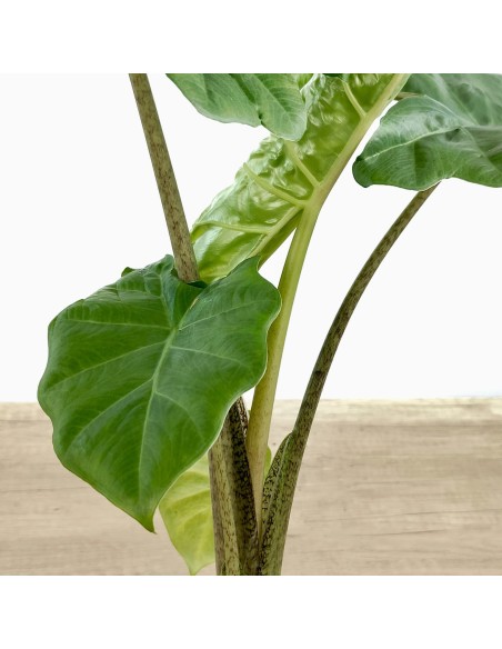 Alocasia Portodora (maceta 14 cm Ø)