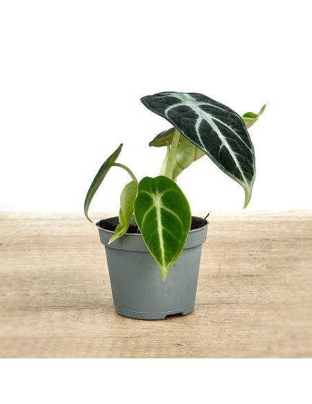 Alocasia Ninja (pot 6 cm Ø)