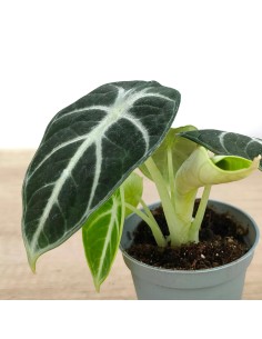 Alocasia Ninja (maceta 6 cm Ø) 2