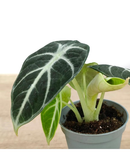 Alocasia Ninja (pot 6 cm Ø)