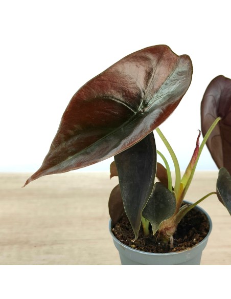 Alocasia Cuprea (maceta 6 cm Ø)