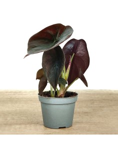 Alocasia Cuprea (maceta 6 cm Ø) 2