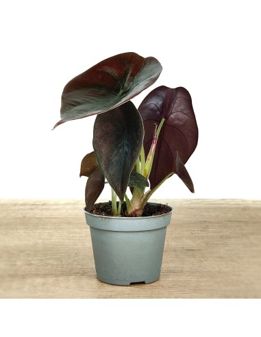 Alocasia Cuprea (maceta 6 cm Ø)