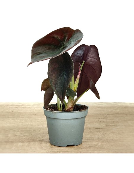 Alocasia Cuprea (maceta 6 cm Ø)